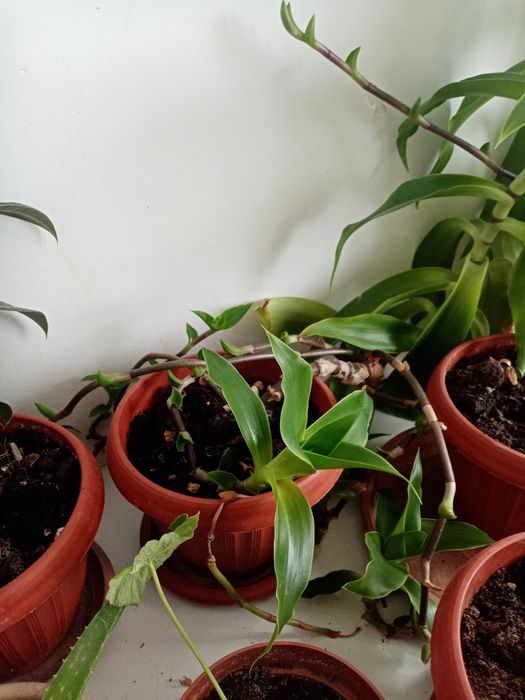 Продам растение Золотой ус