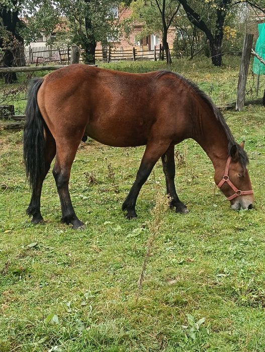 Vând mânz de un an și 4luni relații al Nr de telefon