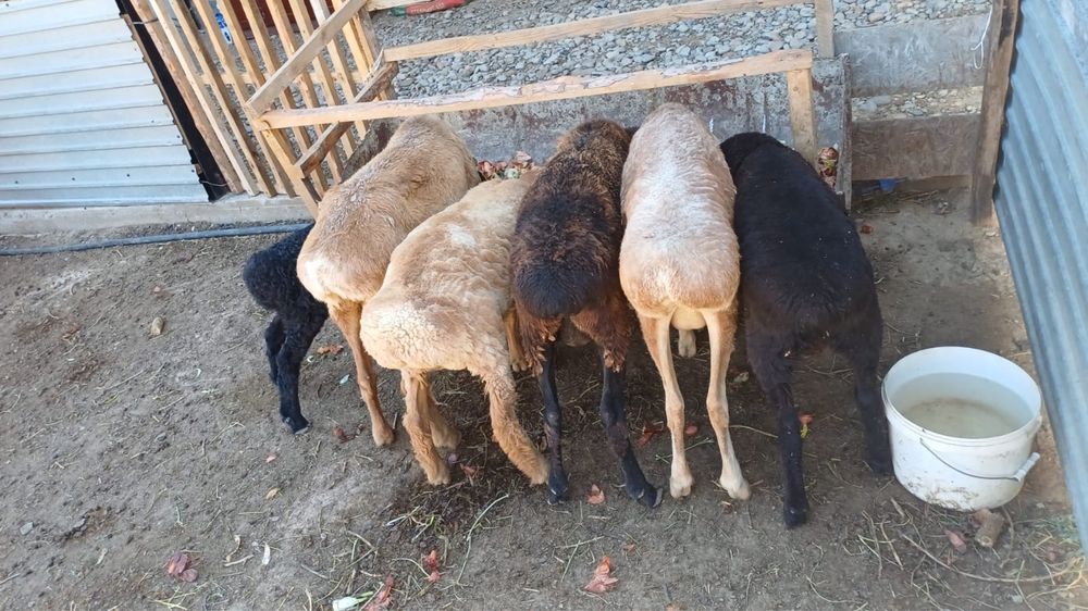 Продам овца. Трое из них овцы, трое барашки.