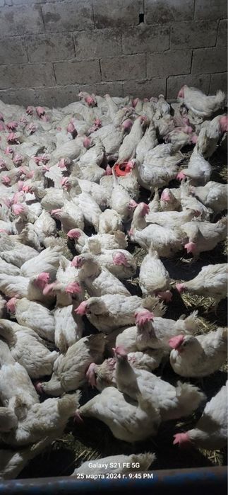 Куры несушки легорны 1