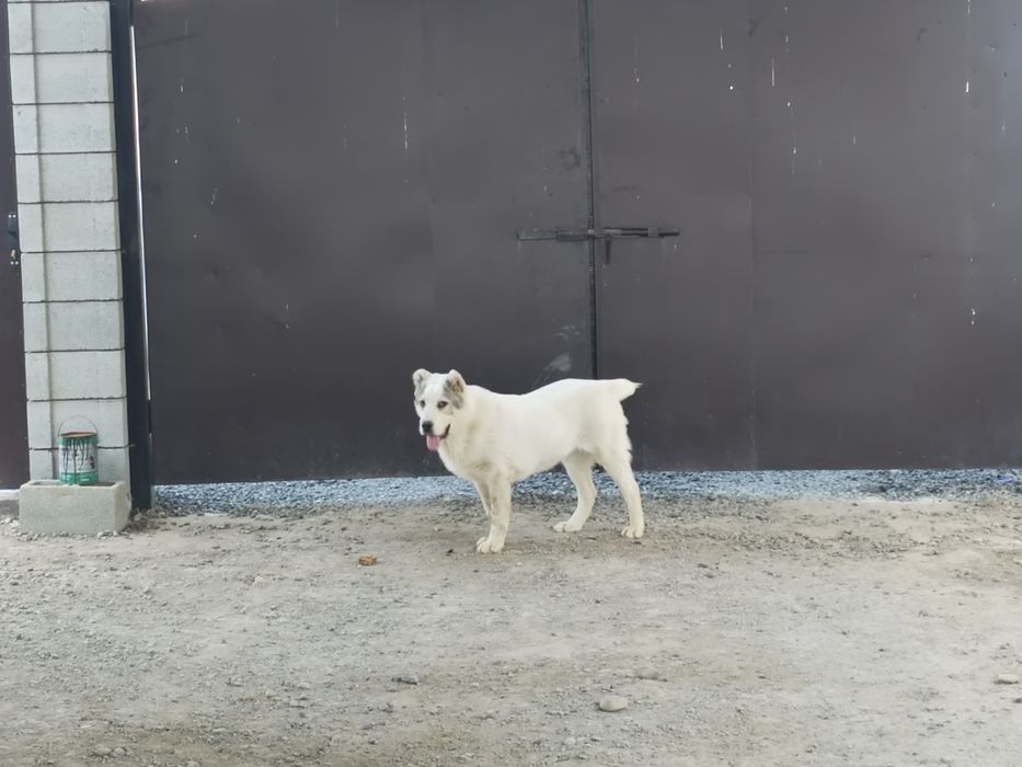 Продам щенка САО