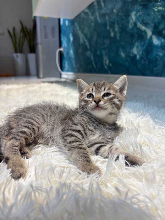 Котятя ищут семьи!