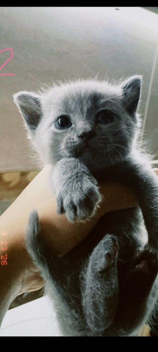 Продаю породу котенков