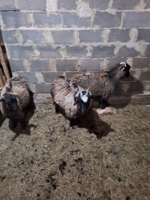 Беременные козы, скоро окот, хорошие