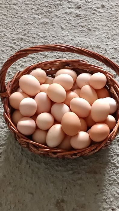 ПРЕДЛАГАМ ДОМАШНИ ЯЙЦА 0.25€ цента/бр.
