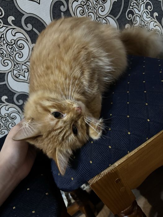 Отдам кота в хорошие руки