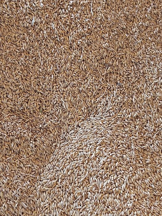 Vand ovaz si triticale recolta 2025