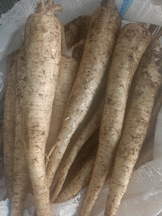 Vând Pătrunjel morcov păstârnac ceapa