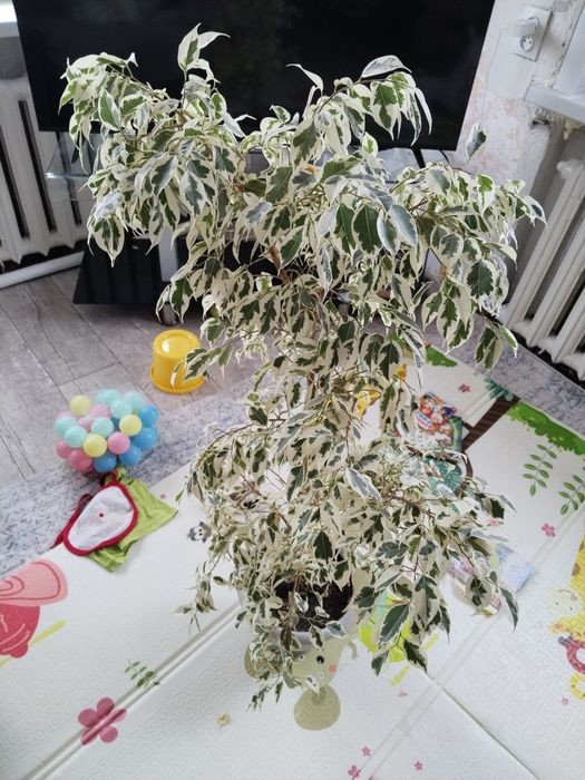 Продам цветок фикус 7000