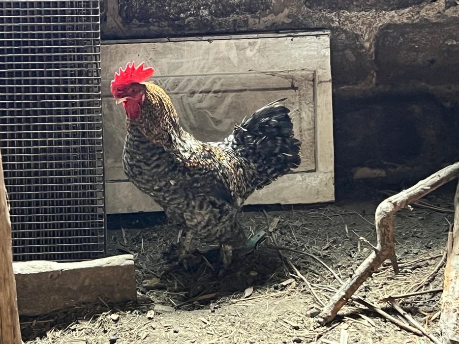 Продаю домашних петухов.