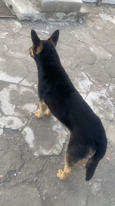 Продам собака овчарка