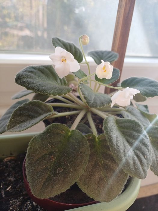 Planta de cauciuc și violete de Parma albe
