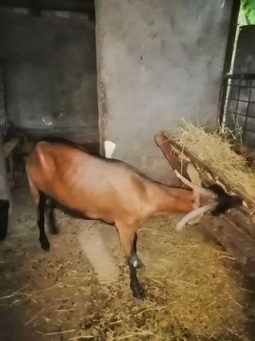 Capra alpin francez