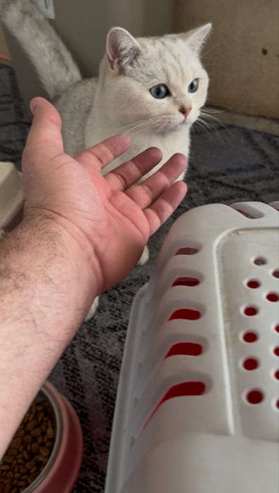 Scottish Straight (Silver Chinchilla) o’g’il mushuk sotiladi. 9 oylik