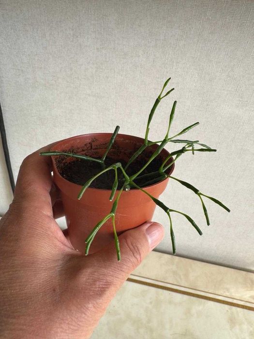 Комнатные цветы: Долларовое дерево, Хатиора