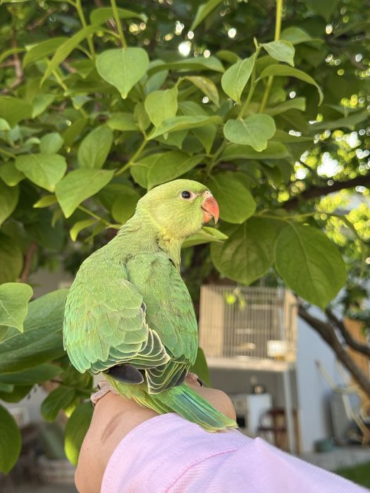 Продается ручной ожереловый попугай