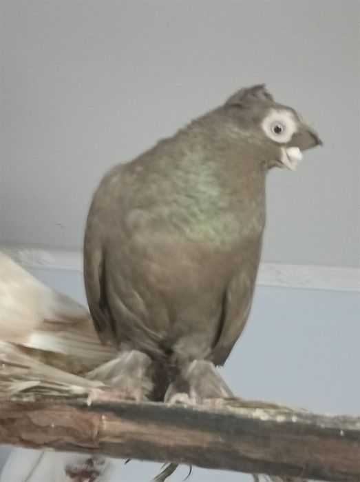 На продажу голубь