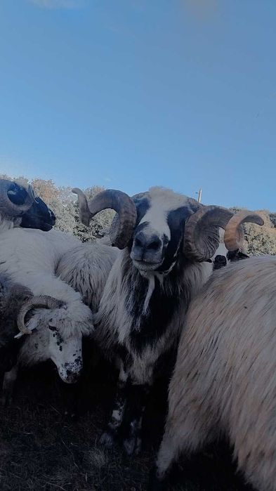 Berbec brez de vânzare preț 1200 de lei