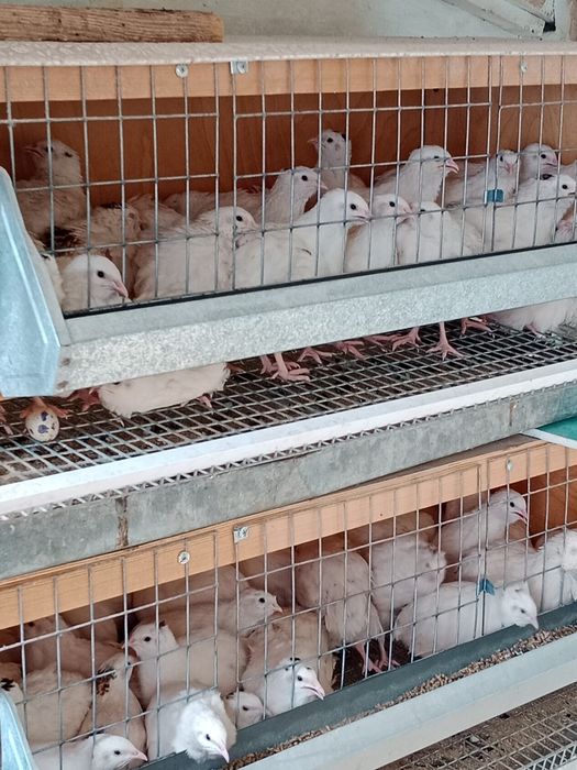 Продам яйца перепелов.