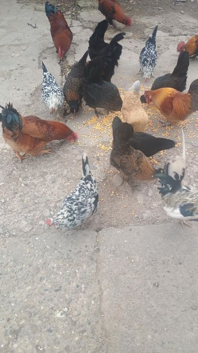 Vând oua de incubat mii de flori