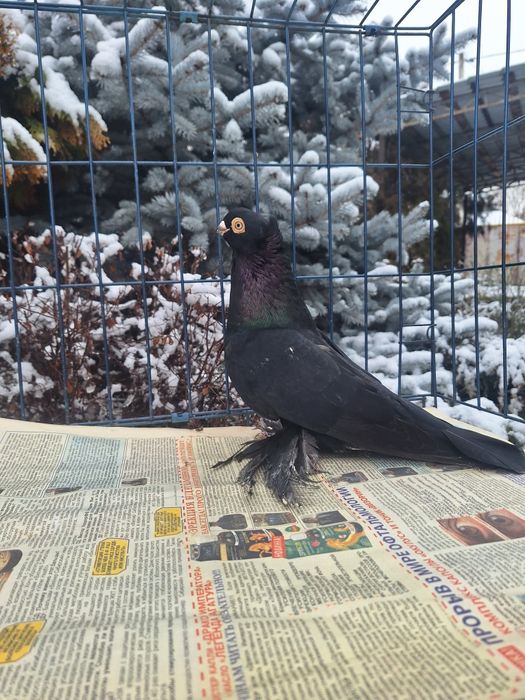 Продам самца жука молодого