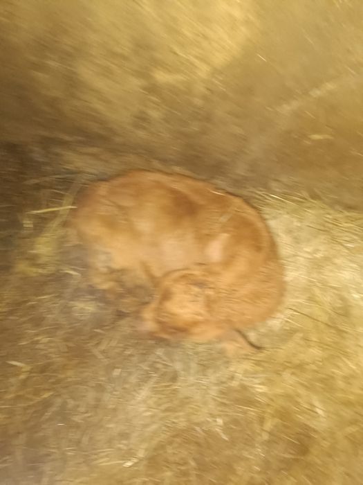 Продаю телят  телочка и бычок