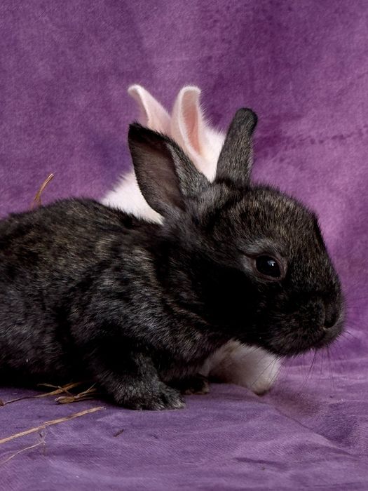 Куйон боллани сотлади 30-45 кунлик