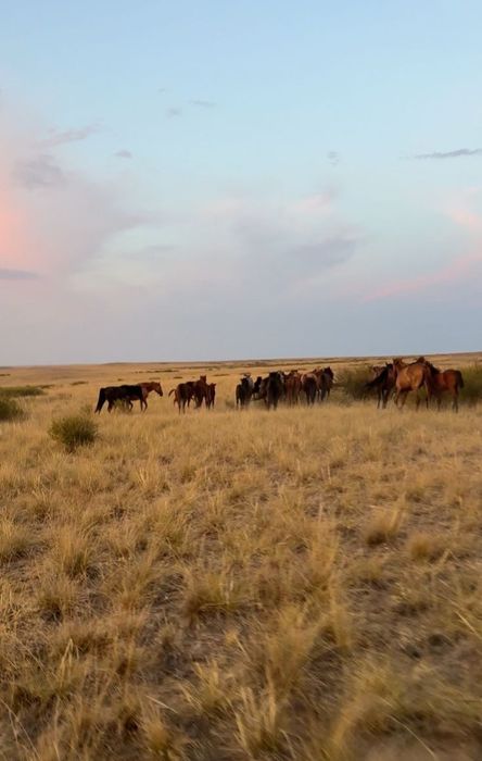 Жылкылар кулындарымен