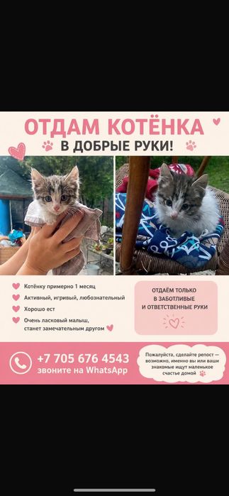 Отдадим котенка в хорошие руки