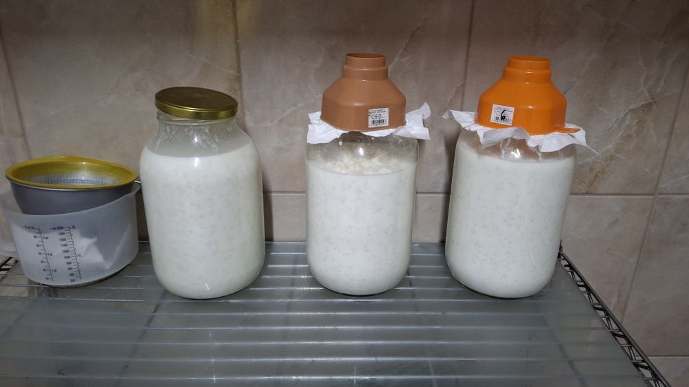 Vând ciuperca tibetana pentru kdfir