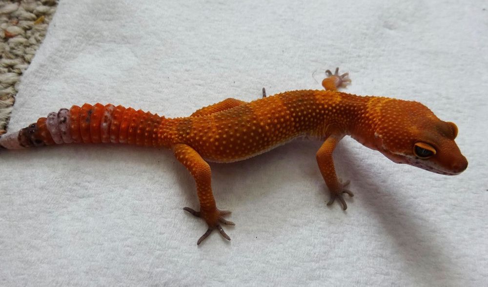 В продаже эублефара Блад