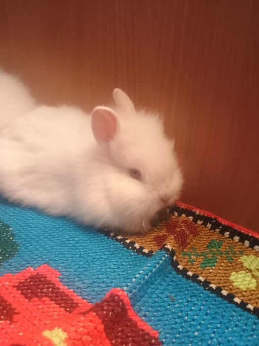 Iepurasi Cap de Leu, ochi rosii