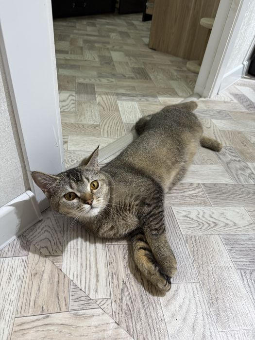 Отдам кошку бесплатно скотиш страйт, не стерилизованная