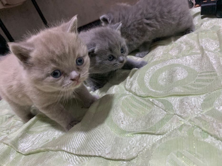 scottish fold and straight