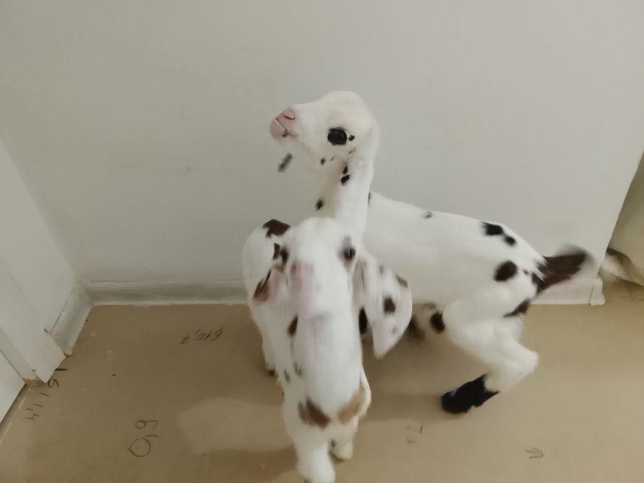 Продам Козлят малчики