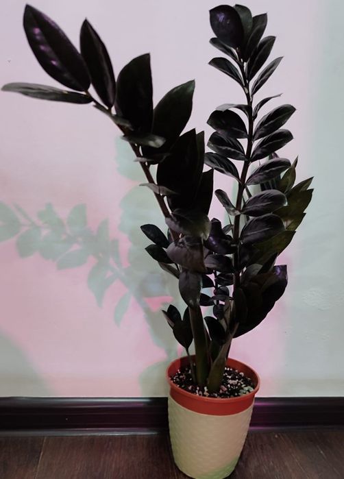 Замиокулькас Равен