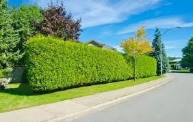 Живая Изгород и Бюричина