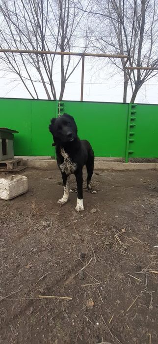 Поводом щенки САО