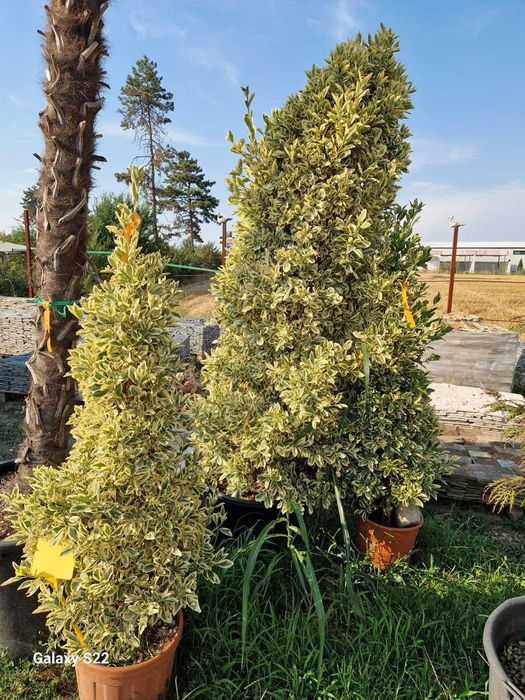 Brazi și palmieri ornamentali - Transport + Plantare asigurate