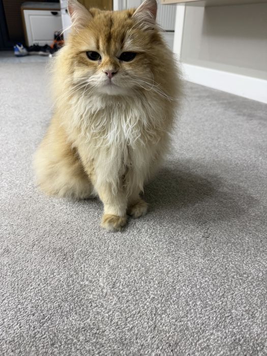 Золотая шиншила британский котенок срочно продается