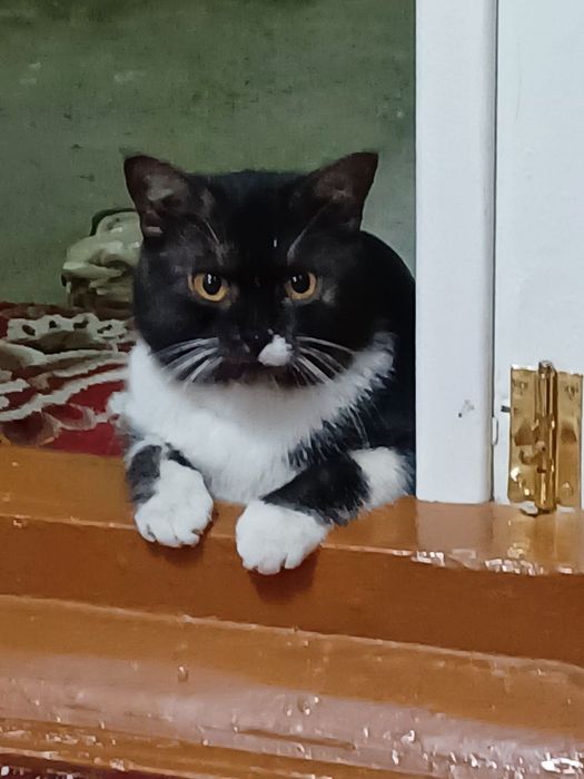 Мушук сотилади у