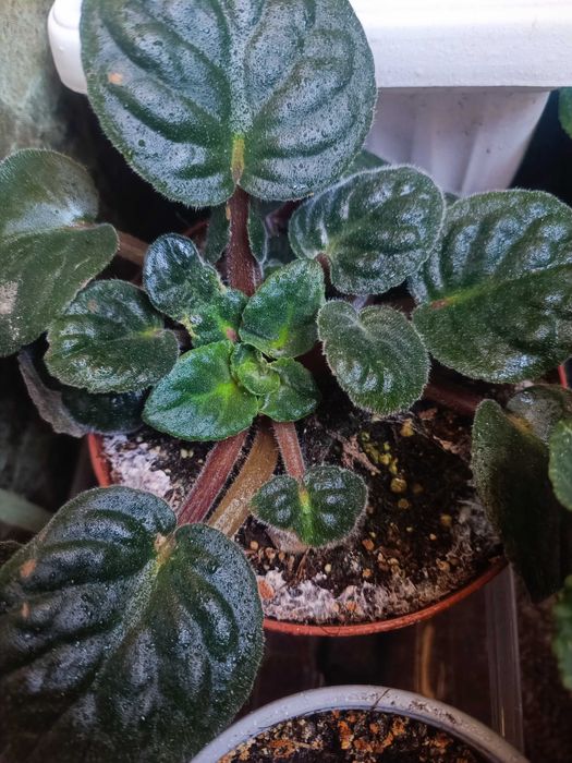 Стайна теменужка и авокадо