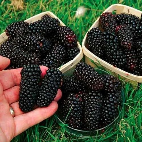 Ежевека  ку́чатлари сотилади