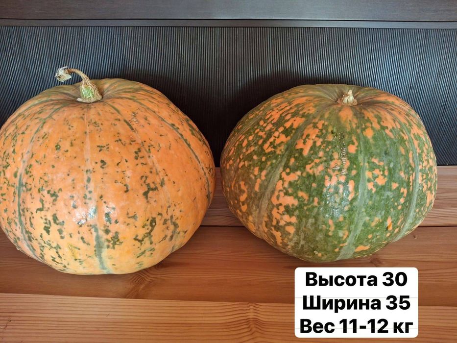 Тыква сортовая, очень вкусные