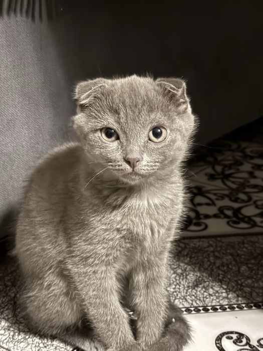 Продается шотладнский котенок