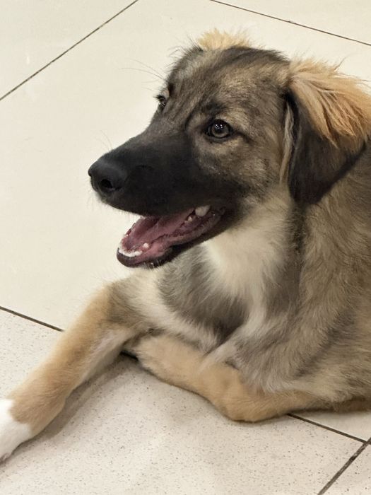 Щенок Мухтар ищет дом