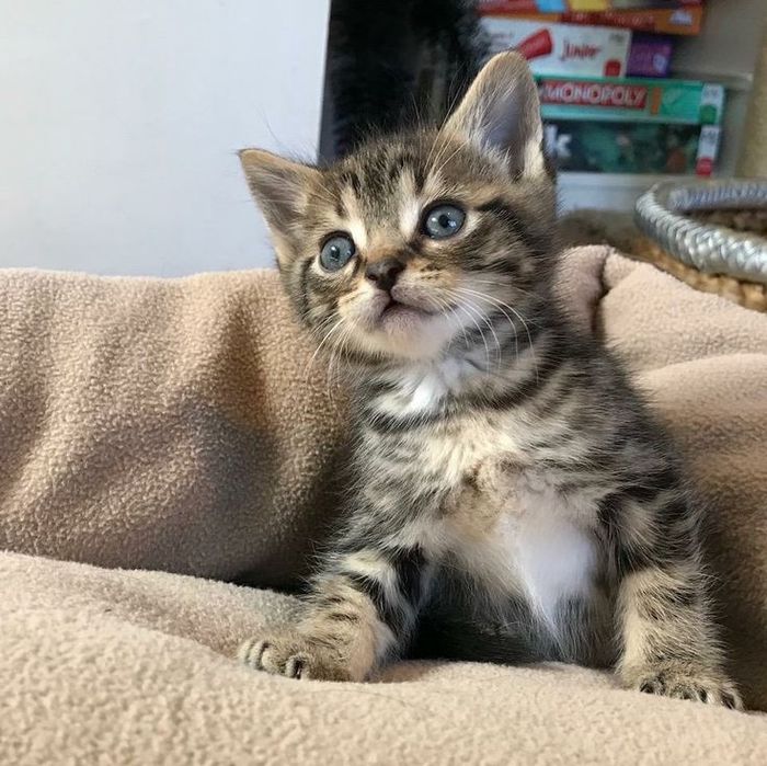 American Shorthair femela cu pedigree tip A