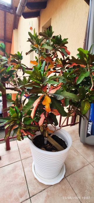 Planta decorativa de interior - Croton