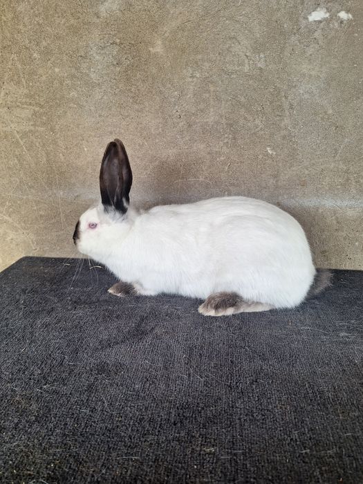 Калифорния самец