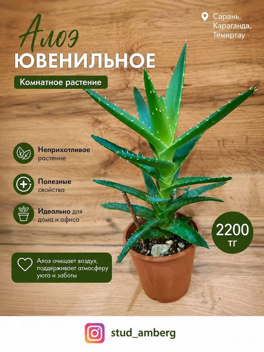 Суккуленты, кактусы,алоэ